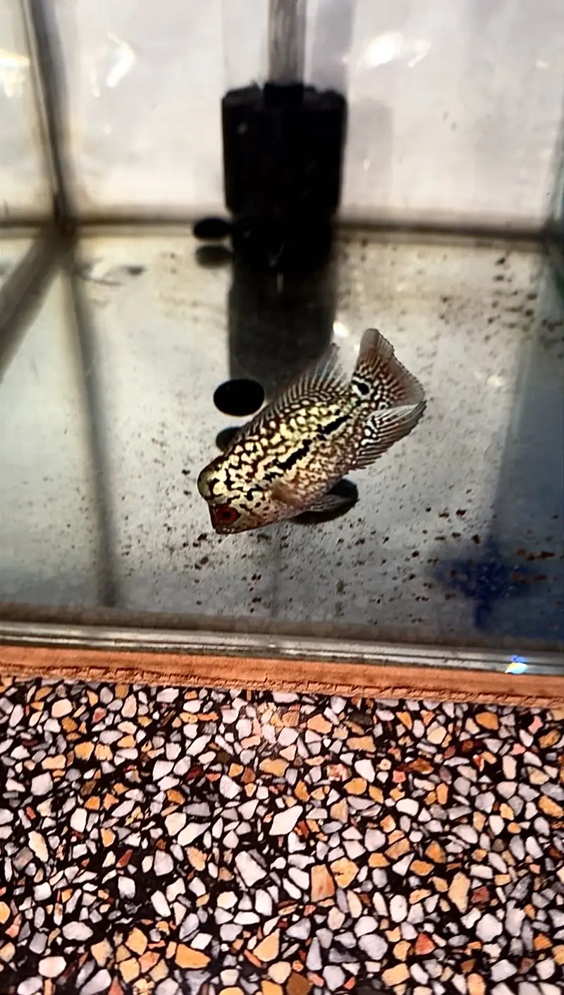 Flowerhorn (Golden Base) — photo 3
