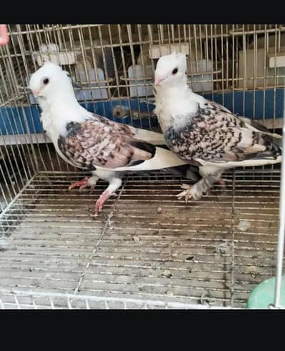 all kind of piogen and birds