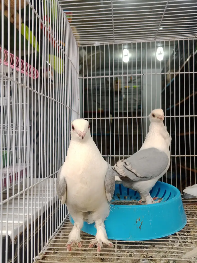 all kind of piogen and birds — photo 2
