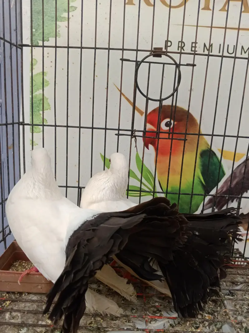 all kind of piogen and birds — photo 3