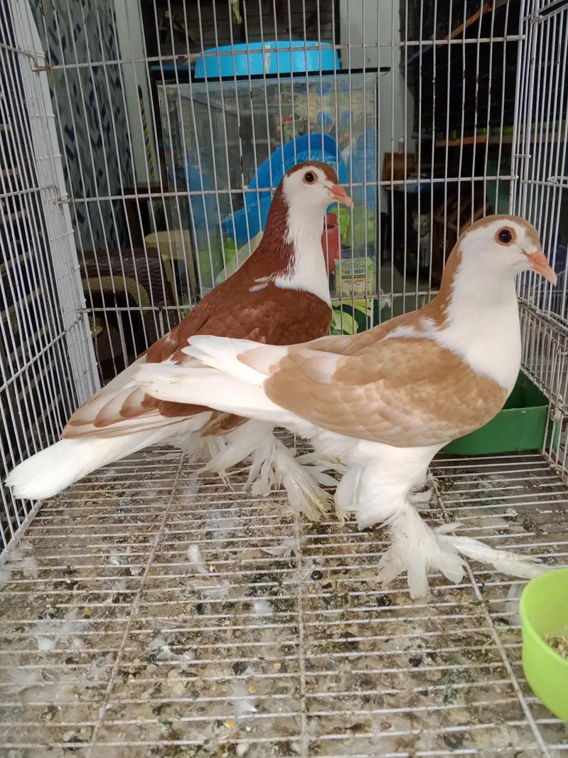 all kind of piogen and birds — photo 4