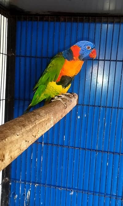 Red Collar Lorry breeder pair for sale
