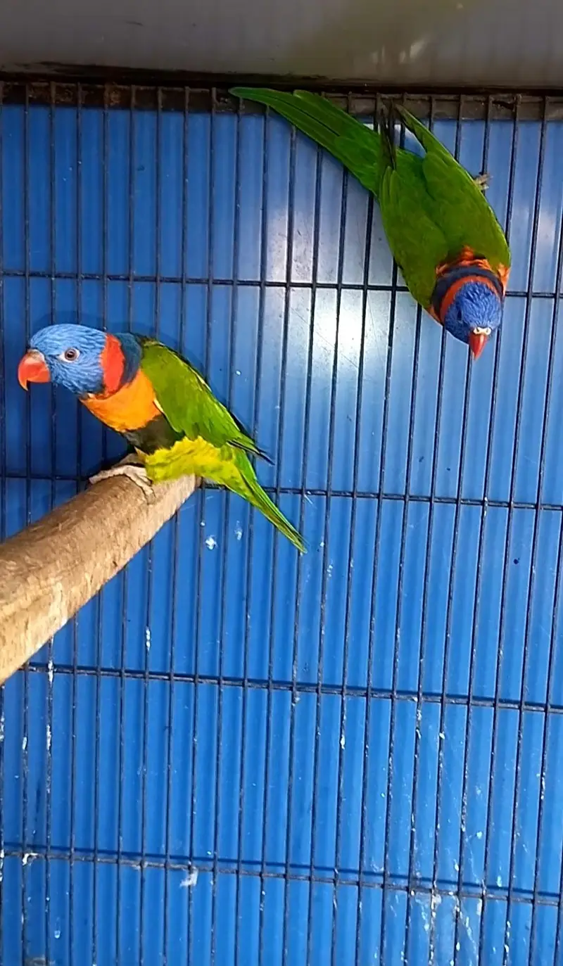 Red Collar Lorry breeder pair for sale — photo 2