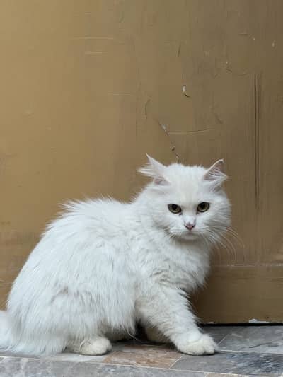 Persian cat for sale beautiful cat 