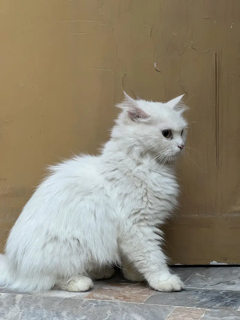 Persian cat for sale beautiful cat  — photo 2