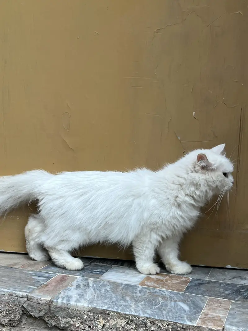Persian cat for sale beautiful cat  — photo 3