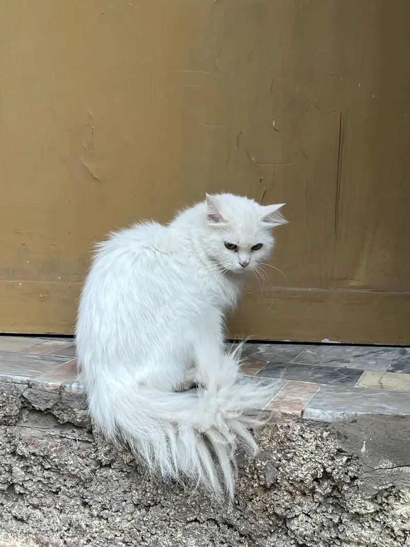 Persian cat for sale beautiful cat  — photo 4