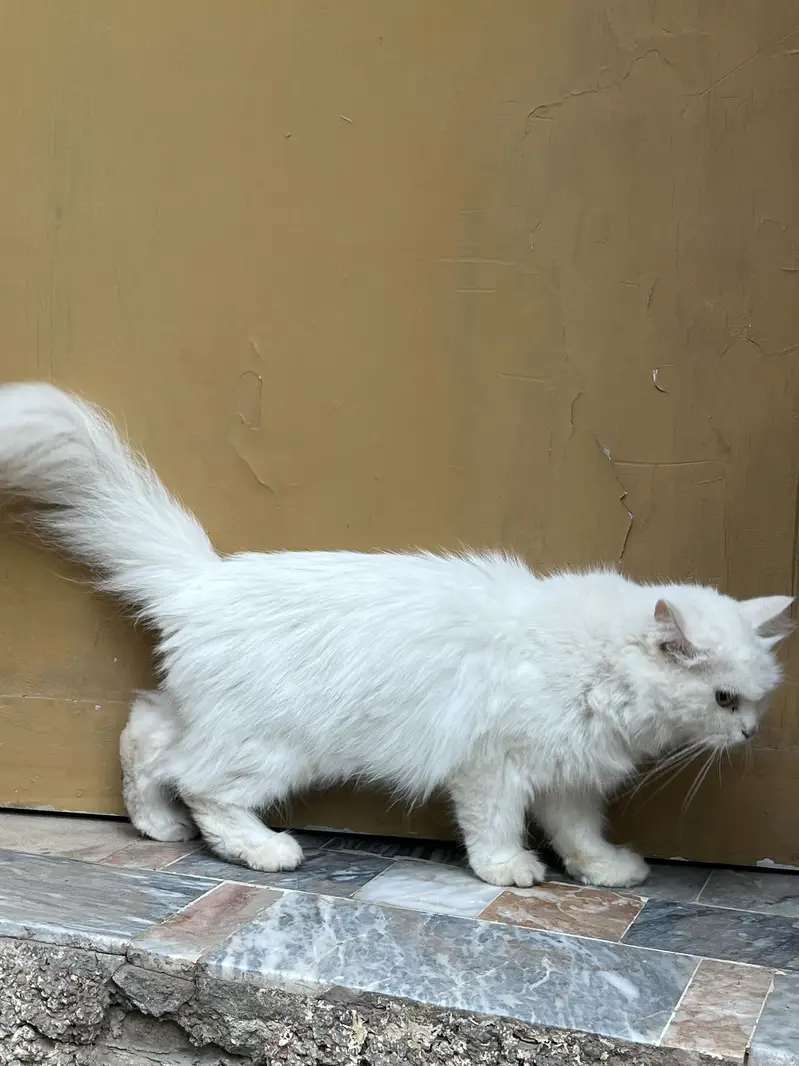 Persian cat for sale beautiful cat  — photo 5