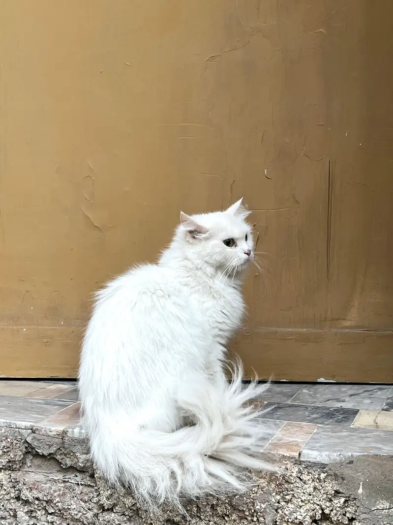 Persian cat for sale beautiful cat  — photo 6