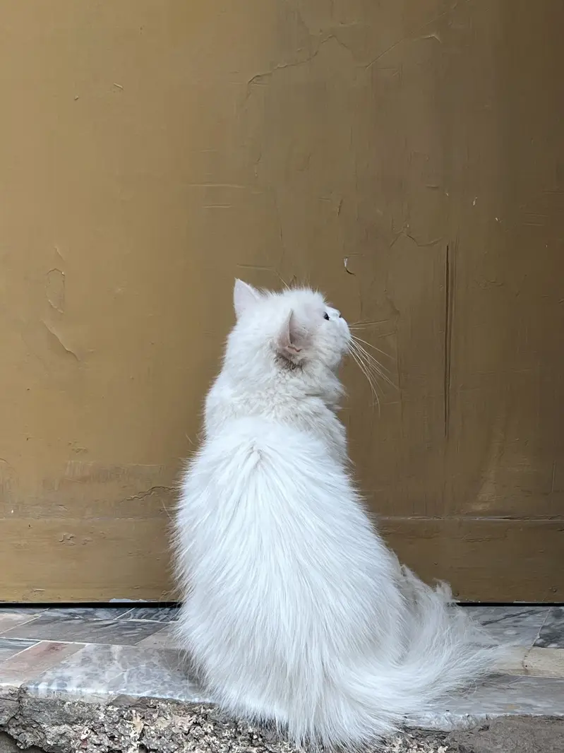 Persian cat for sale beautiful cat  — photo 7