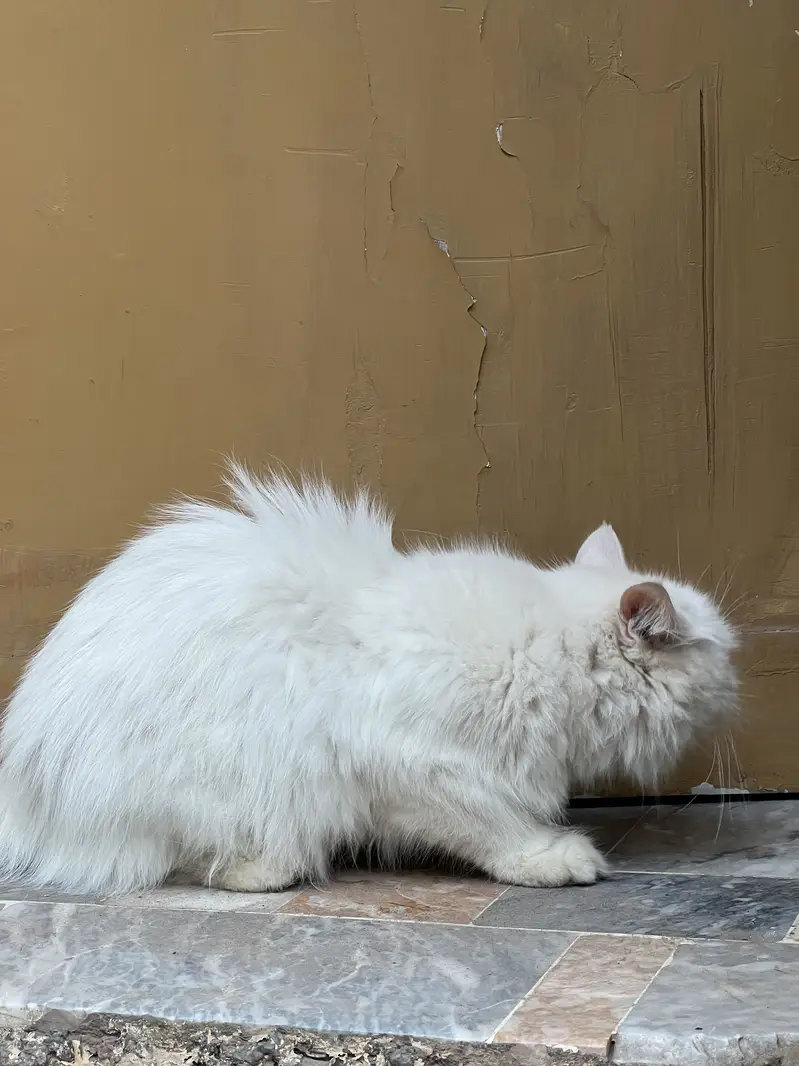 Persian cat for sale beautiful cat  — photo 8