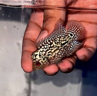 Flowerhorn (Golden Base)