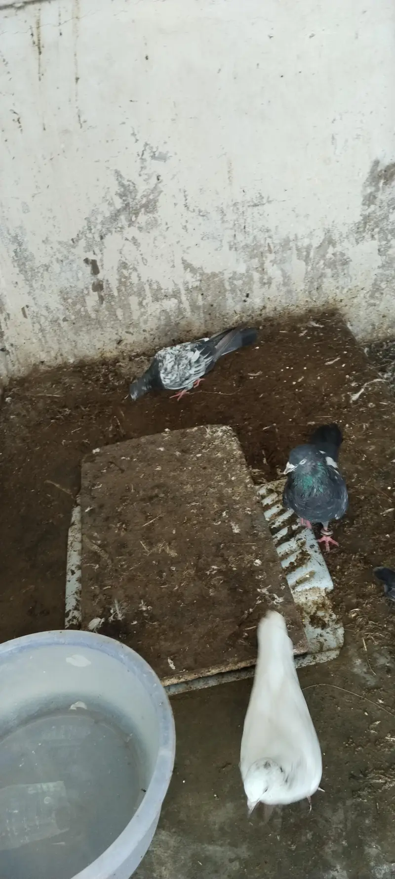 kabli or Patti wale Jorhe ha — photo 3