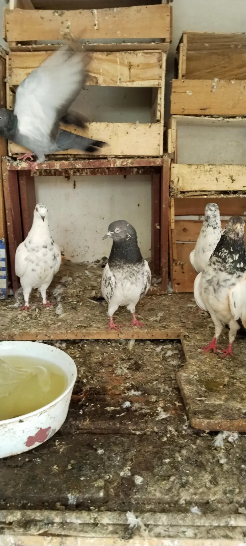 kabli or Patti wale Jorhe ha — photo 7