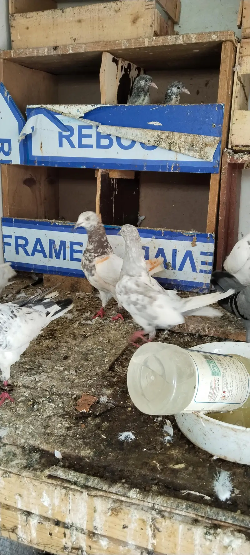 kabli or Patti wale Jorhe ha — photo 9