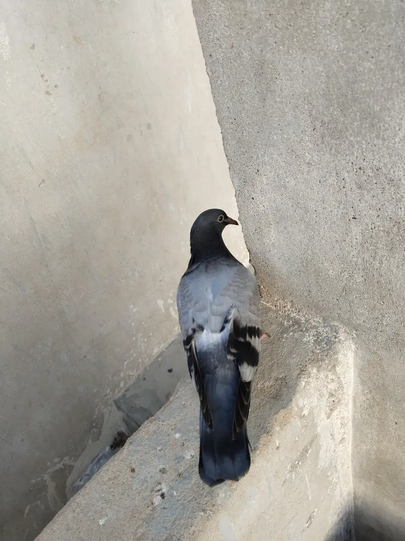 kabli or Patti wale Jorhe ha — photo 10