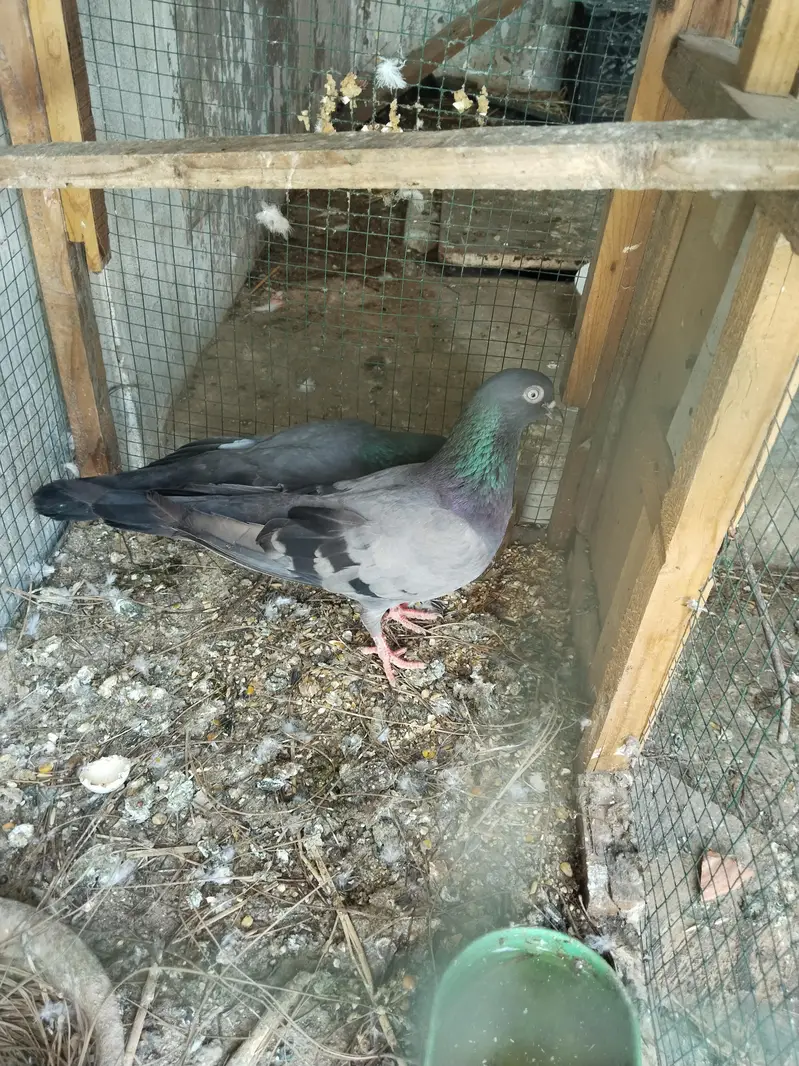 kabli or Patti wale Jorhe ha — photo 11