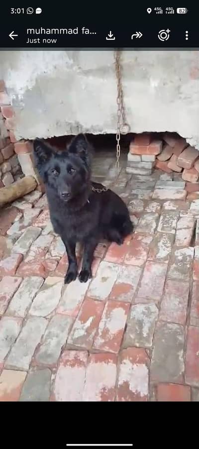 Labrador Patti female German Shepherd black female party