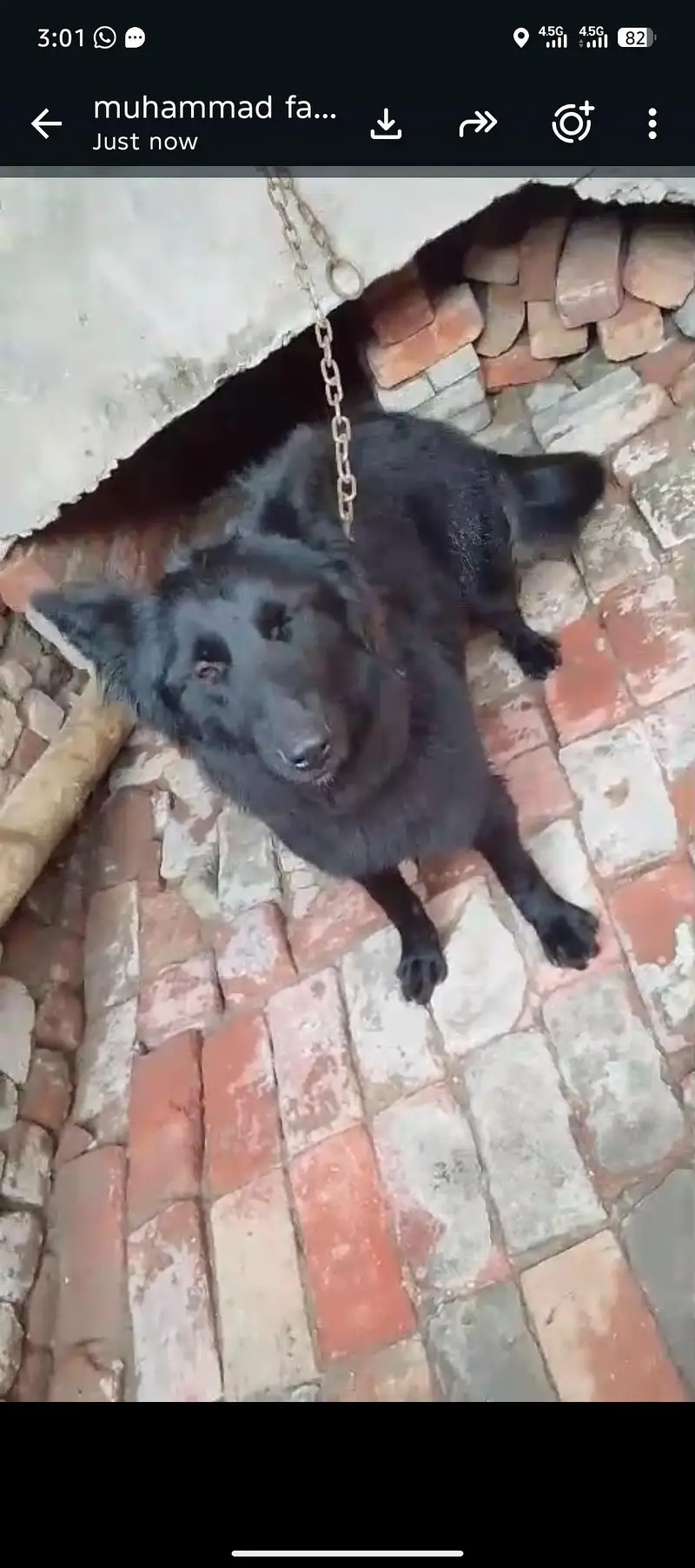 Labrador Patti female German Shepherd black female party — photo 4