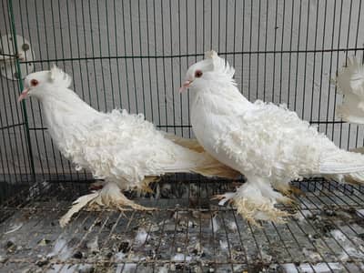 Frill back pigeons