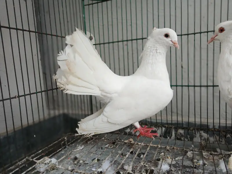 Frill back pigeons — photo 2