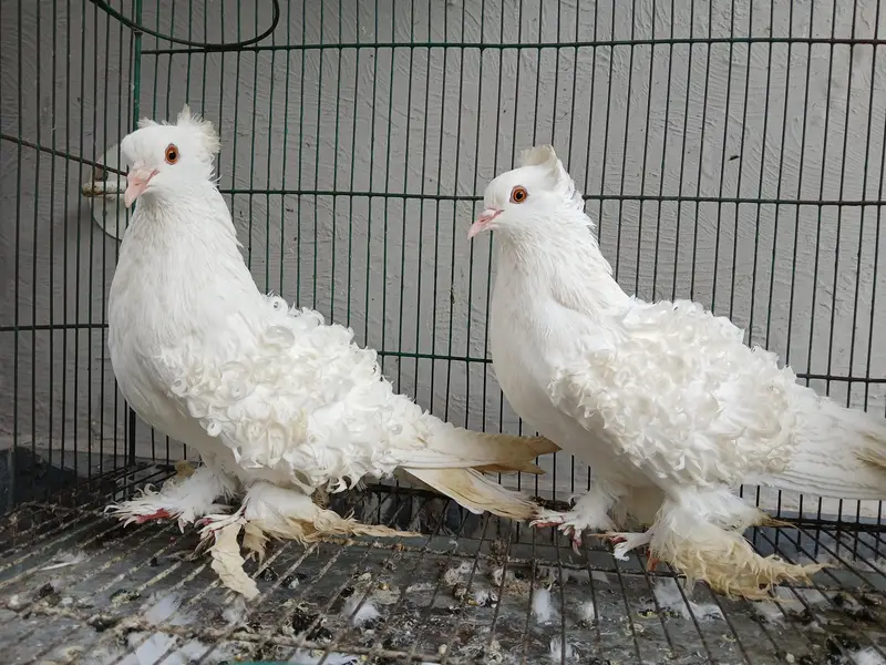 Frill back pigeons — photo 3
