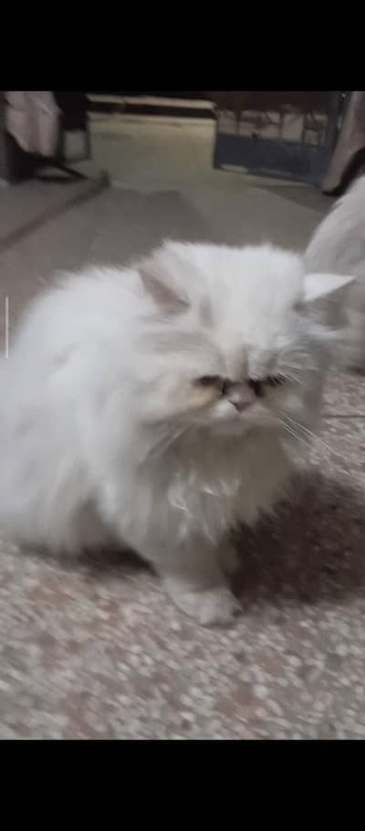 Persian white cat for sale