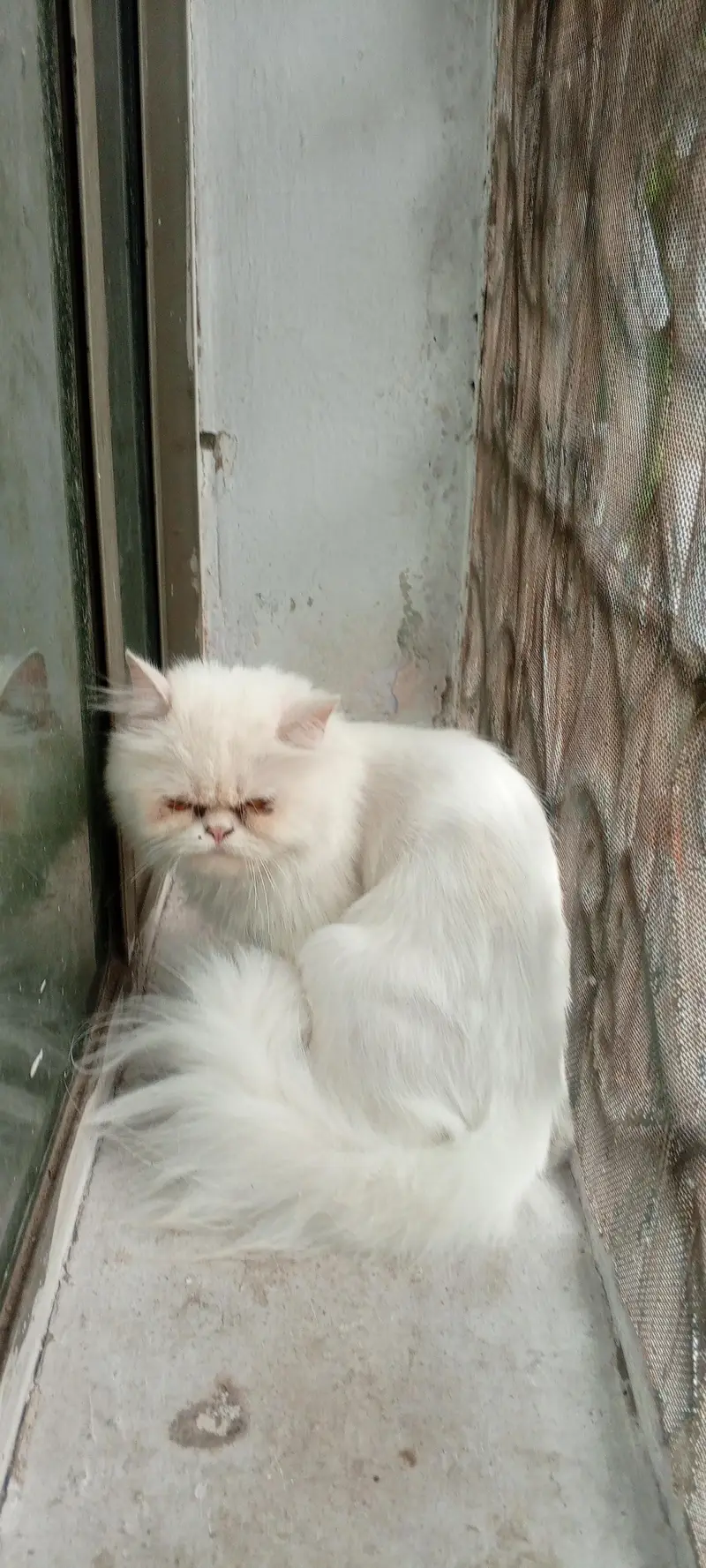 Persian white cat for sale — photo 2