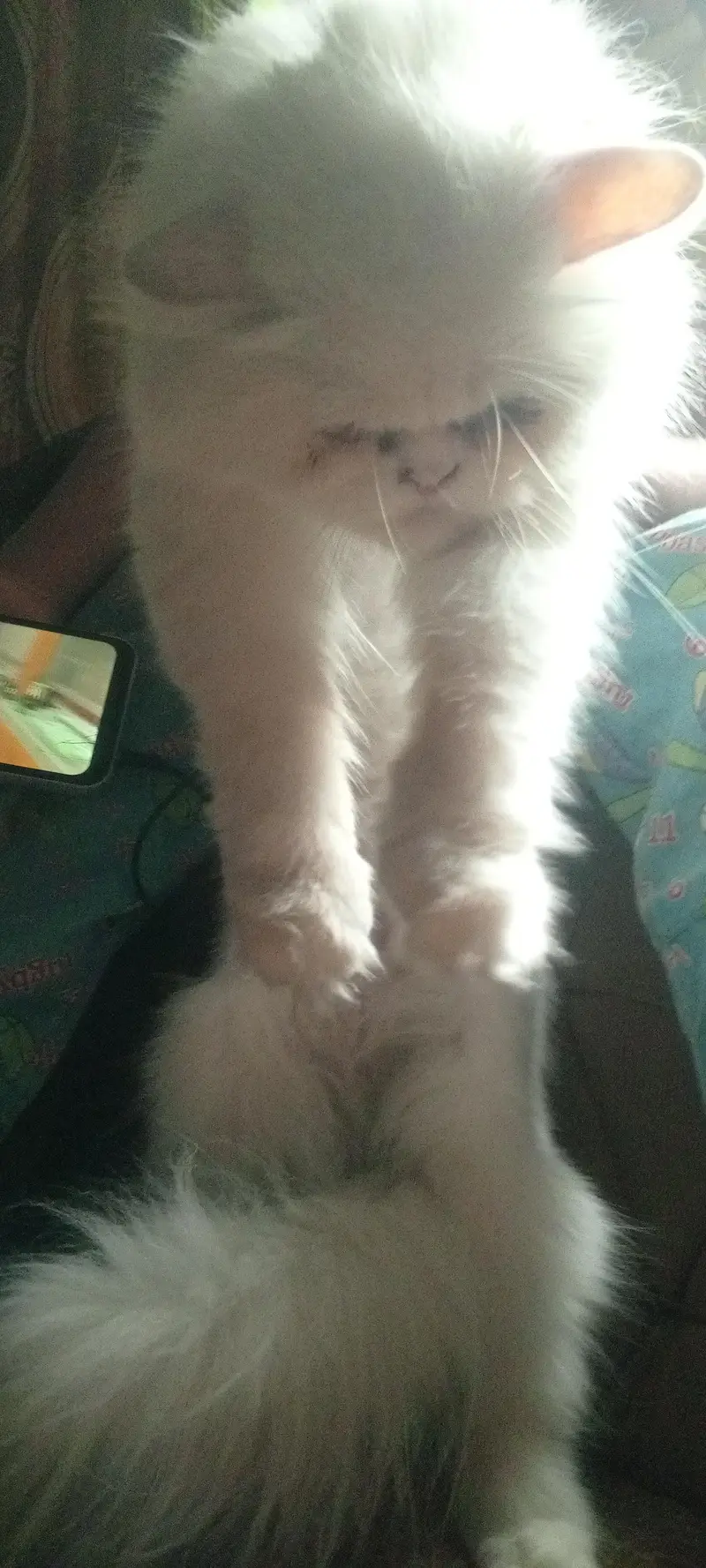 Persian white cat for sale — photo 3