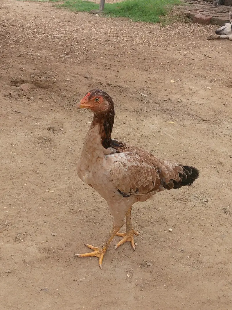 Pure Aseel murgy — photo 2
