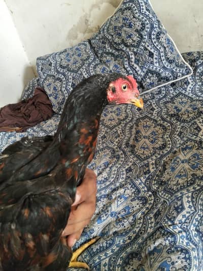 best hen