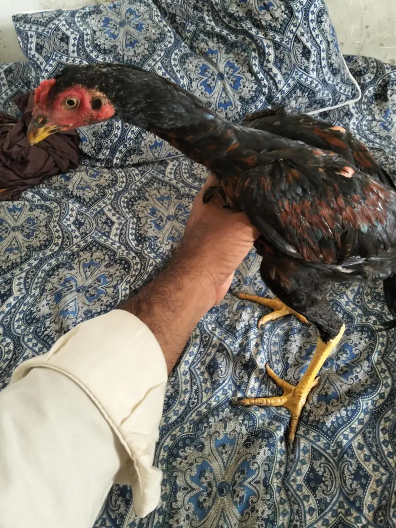 best hen — photo 2