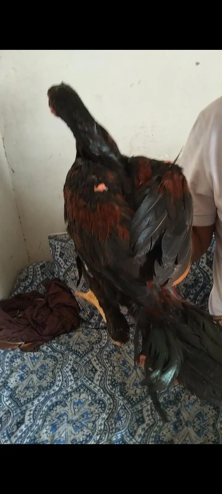 best hen — photo 3