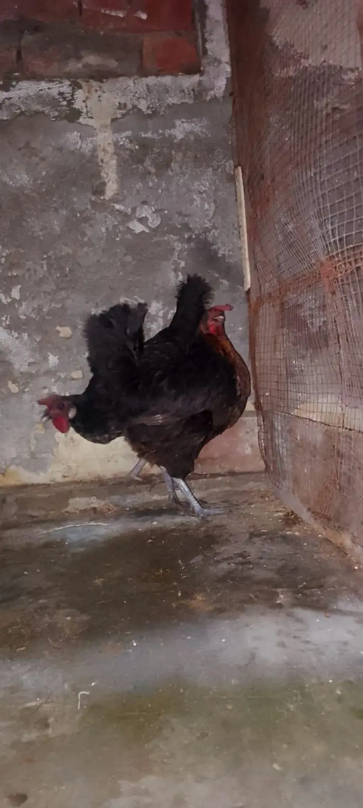 3 portion cage and 2 golden egg laying hens — photo 4