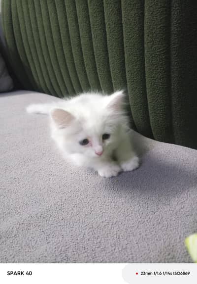 Lovely White Kitten – Playful & Healthy