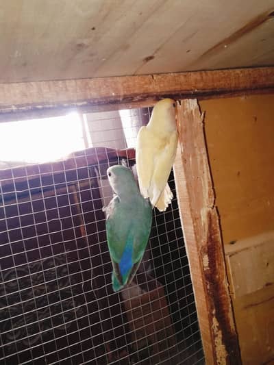 Rozicoli breeder pair for sale