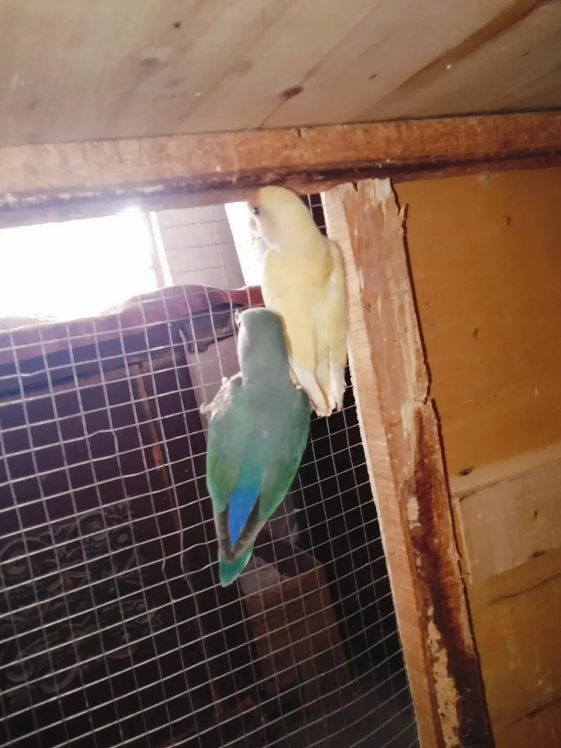 Rozicoli breeder pair for sale — photo 2