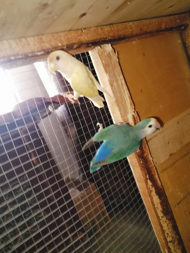 Rozicoli breeder pair for sale — photo 3