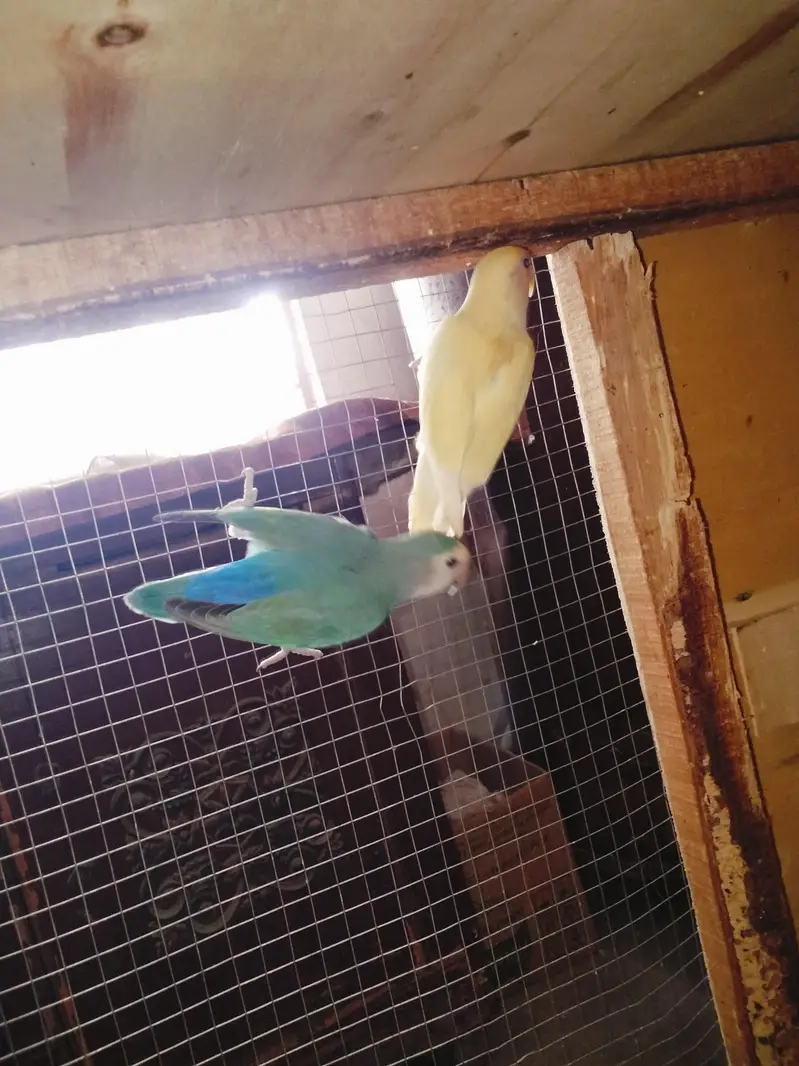 Rozicoli breeder pair for sale — photo 4