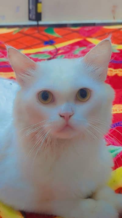Persian male cat