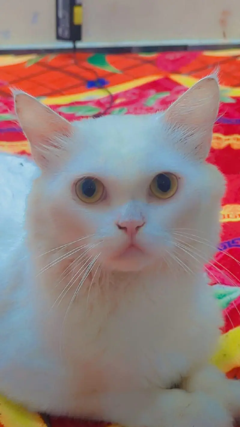 Persian male cat — photo 3