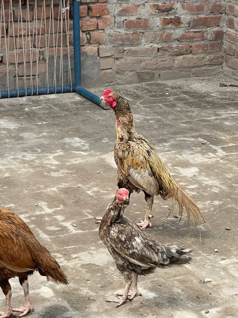 Aseel Jawa — photo 4