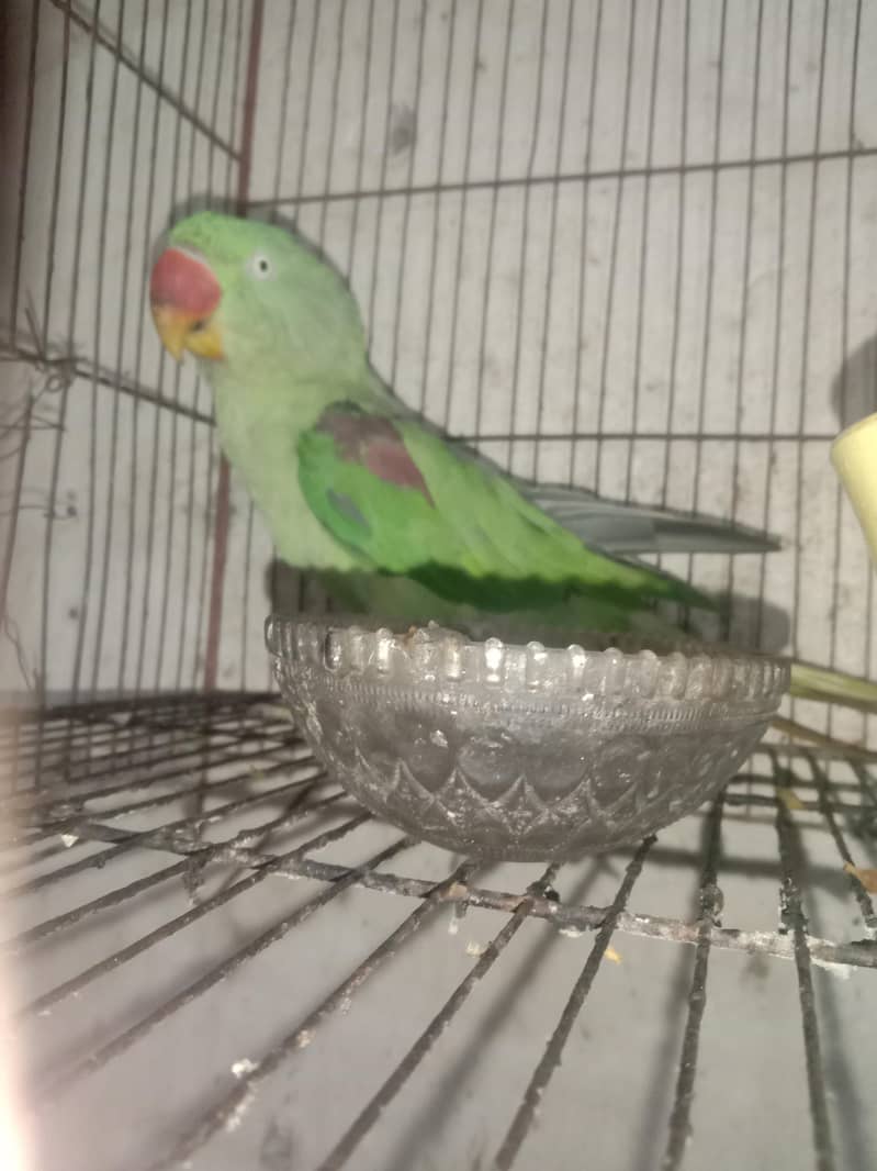 green parrot 0
