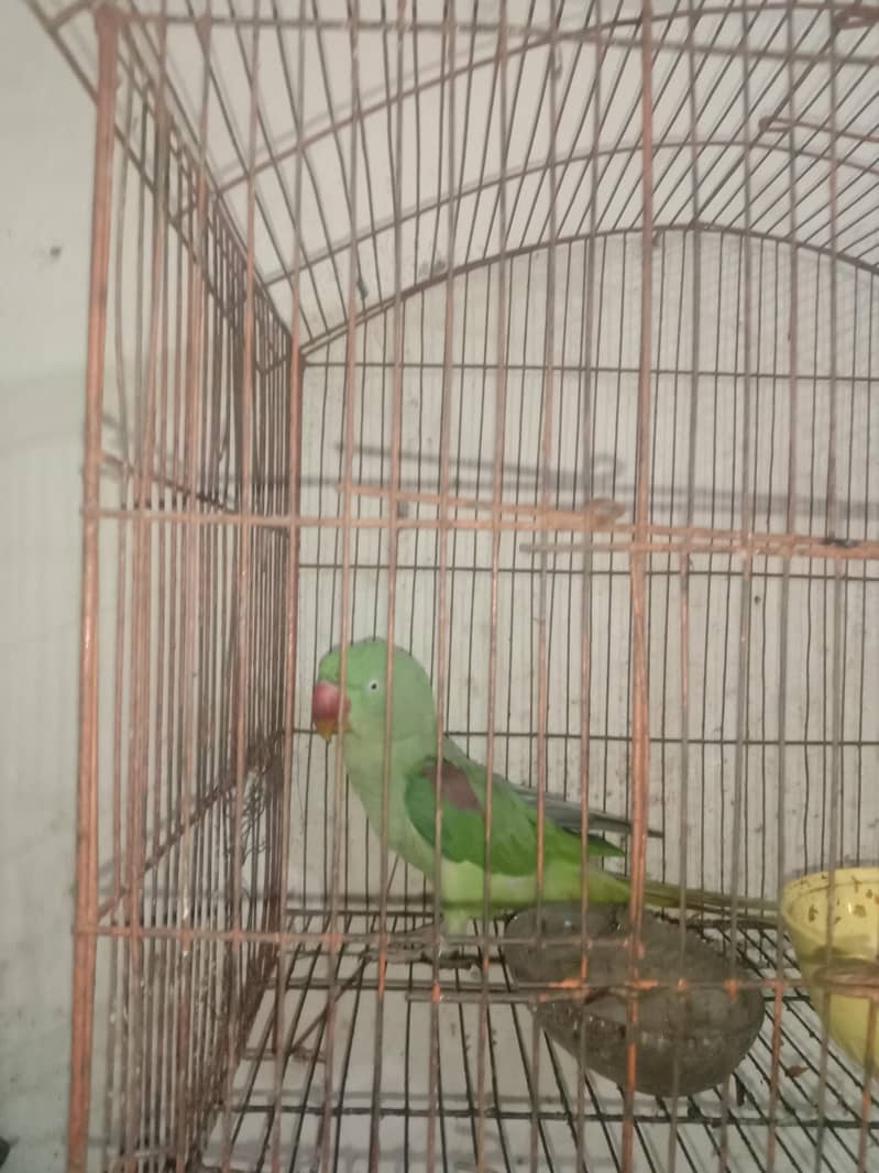 green parrot 1