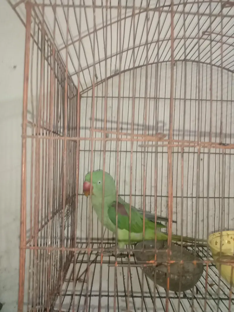 green parrot — photo 2