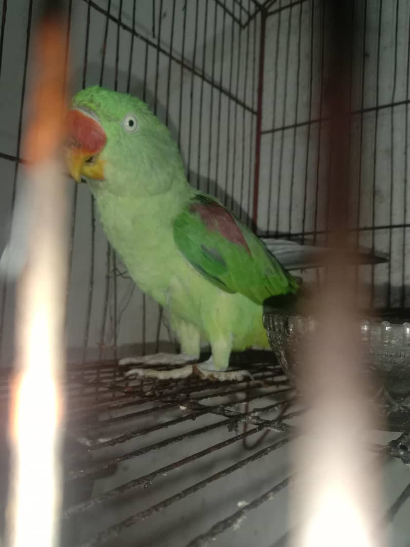 green parrot 2