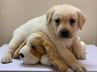 labrador pedigree pup imported bloodline 0301 461 5555