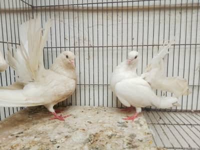 lakee kabootar for sale