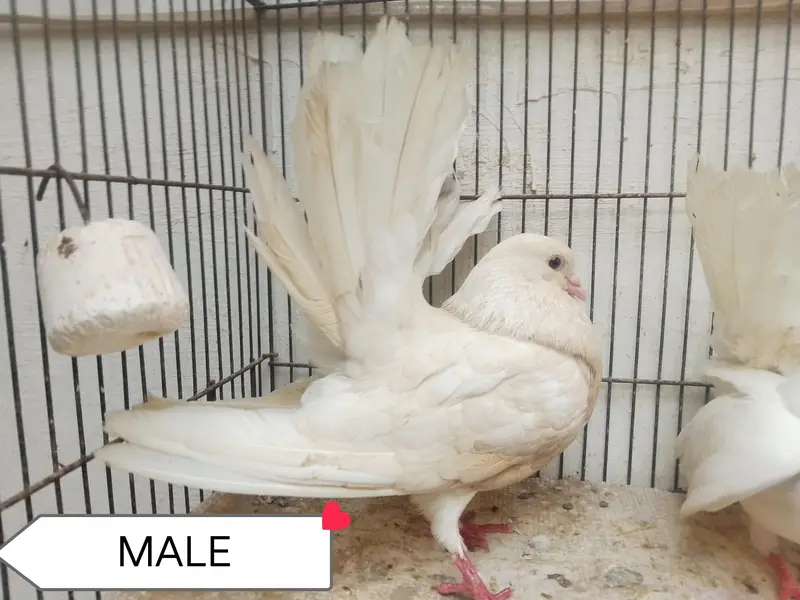lakee kabootar for sale — photo 2