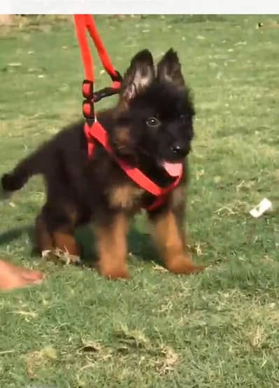 German shepherd | Puppy | GSD | Dog for sale | Whatsapp 03212405409